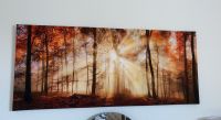 Wandbild Wald/Sonne Schleswig-Holstein - Jevenstedt Vorschau