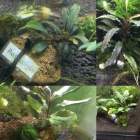 Bucephalandra Raritäten Aquarium Aquascaping Pflanzen Sachsen-Anhalt - Magdeburg Vorschau