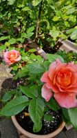 Duftrose  Rose im Topf Augusta Luise Kiel - Elmschenhagen-Nord Vorschau