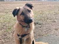 MEXX ❤️ ein Hund für alle Fälle sucht sein Zuhause! Niedersachsen - Osloß Vorschau