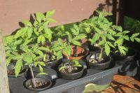Tomatenpflanzen dunkle, mittelgroße runde Frucht 1 Euro p.Pflanze Nordrhein-Westfalen - Windeck Vorschau