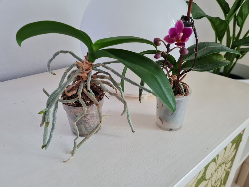 2 kleine Orchideen Phalaenopsis in Berlin
