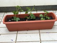 Balkon Blumenkasten mit Hängegeranie /BalkonBlumen Ca. 12 Kasten Bayern - Eching (Kr Freising) Vorschau