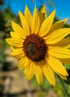 Samen Sonnenblume verzweigt Freiburg im Breisgau - Wiehre Vorschau