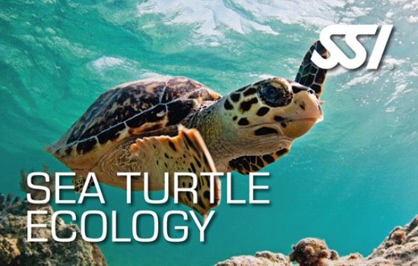 SSI Sea Turtle Ecology online Specialty Dive SSI tauchen in Welfesholz