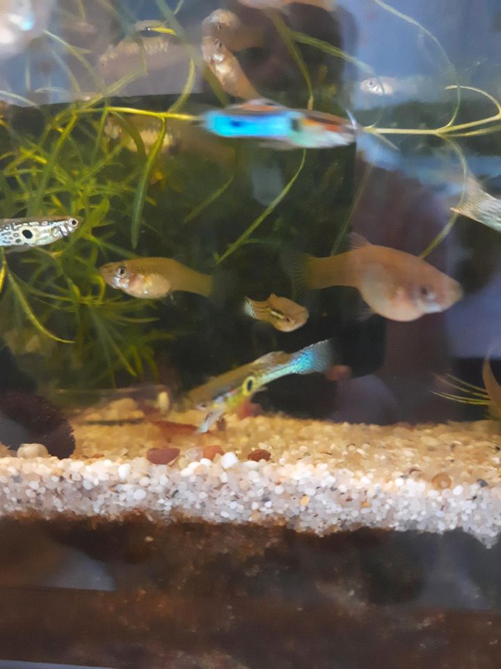 Endler Guppy in Oberdorla