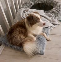 Mini Australian Shepherd I Rüde (3), liebenswert & verkuschelt Berlin - Hellersdorf Vorschau