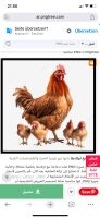 Ich suche Hühner mit ihren Küken Rheinland-Pfalz - Rockenhausen Vorschau