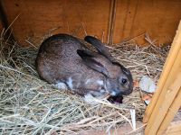 Kaninchen  Kaninchen Sachsen-Anhalt - Weißenfels Vorschau