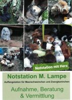 ❣geimpfte & kastrierte Zwergkaninchen❣ aus geprüfter Notstation ❣ Sachsen-Anhalt - Hakeborn Vorschau