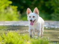 Blondie Mischling Hündin Bayern - Burgsinn Vorschau