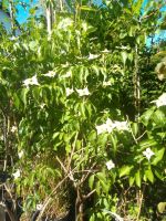 Blumenhardriegel Erbeerbaum versch. Sorten und Größen Nordrhein-Westfalen - Soest Vorschau