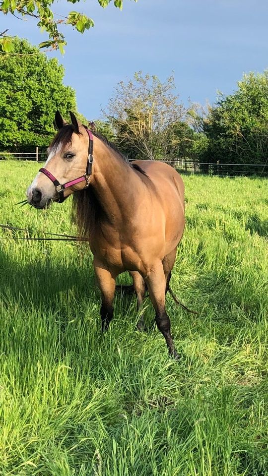 Quarter Horse Wallach, 7 Jahre in Neustadt am Rübenberge