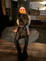 Deutsche Dogge Hund 3,5 Jahre Bayern - Germaringen Vorschau