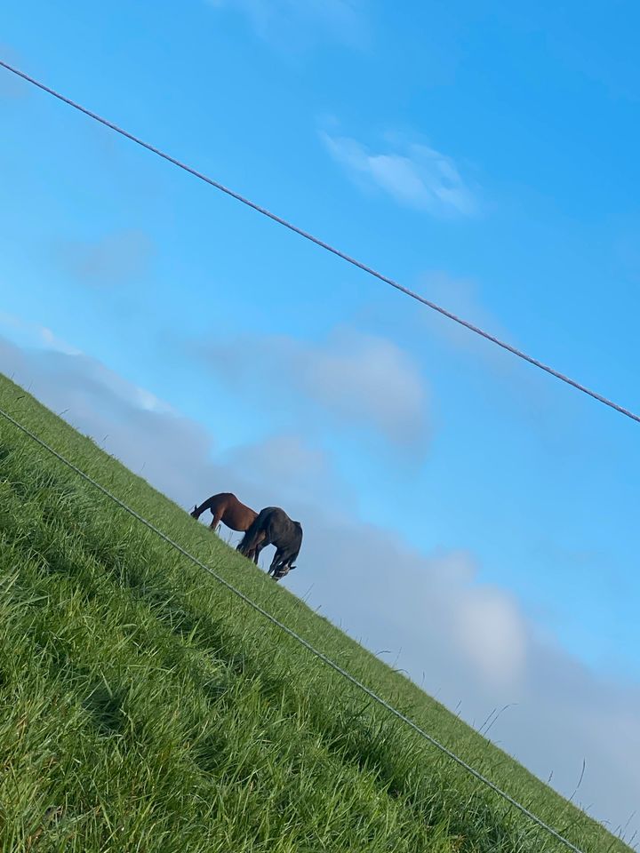 Offenstall- Platz frei für Pony!! in Hattingen