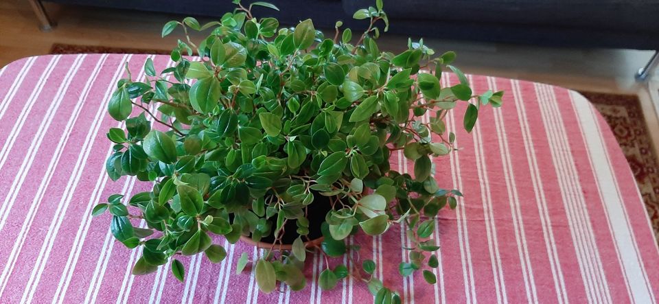 Peperomia rotundifolia - Zwergpfeffer - stattliche Pflanze -groß in Freiburg im Breisgau