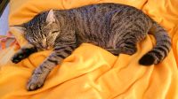 Wir vermissen unsere Katze Pixie Sachsen-Anhalt - Stendal Vorschau