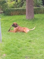 Hund/Boxer Nordrhein-Westfalen - Holzwickede Vorschau