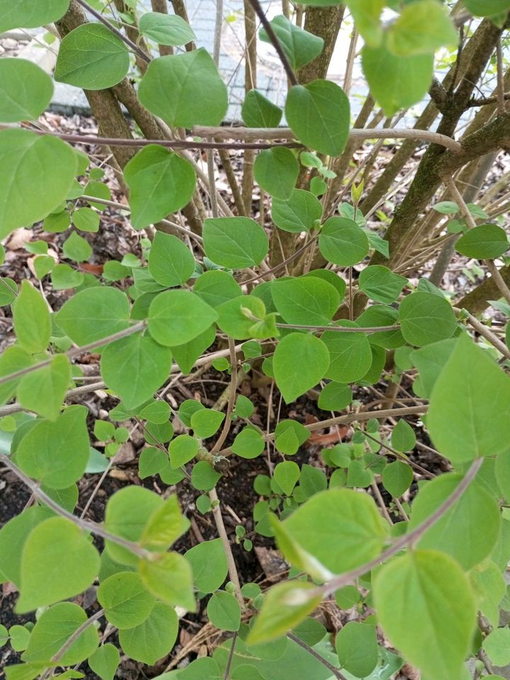 Flieder Baum zu verkaufen in Hagen