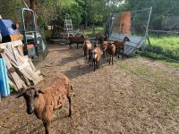 Blackbelly Muttertiere mit Lamm Niedersachsen - Schellerten Vorschau