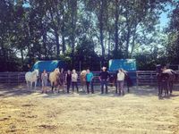 3 Tage Horsemanship Camp - Individual Kurs Bayern - Falkenberg Vorschau