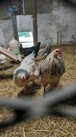 Hahn Ameraucana (Blauleger) abzugeben Rheinland-Pfalz - Ramberg Vorschau