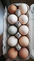 10 frische Bio Eier frei vom Hof Bayern - Lauben Vorschau
