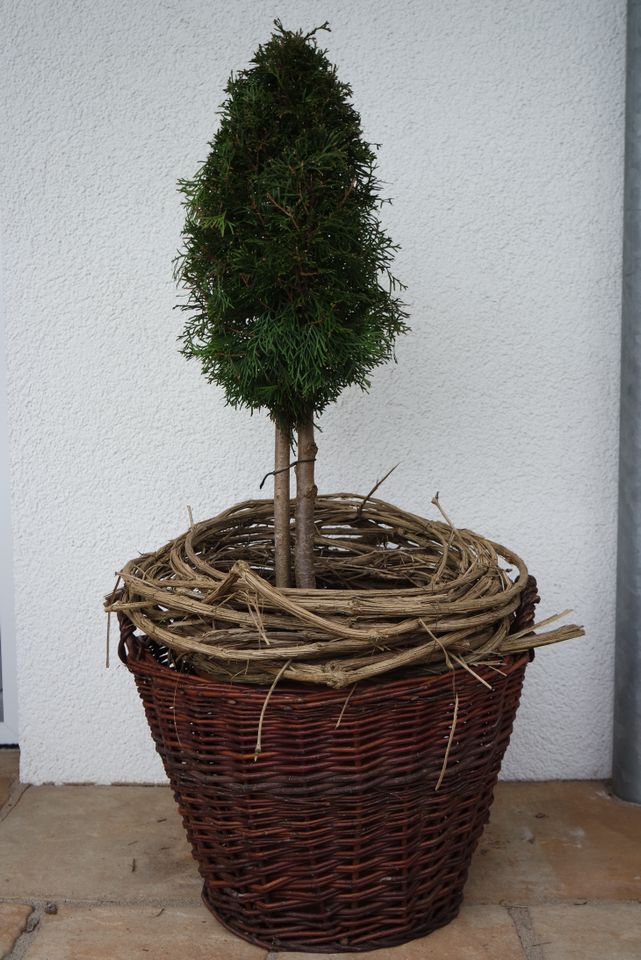 Formschnitt Thuja smaragd Lebensbaum immergrün in Ellwangen (Jagst)