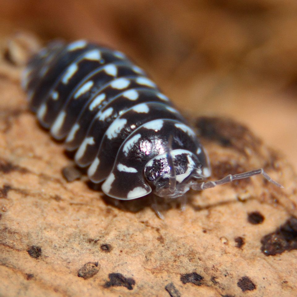 Armadillidium maculatum/ Zebra Rollassel/ Asseln/ Bodenpolizei in Herrenberg