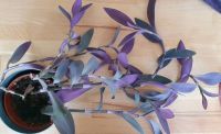 Exotenherz Dreimasterblume Tradescantia pallida Zimmerpflanze Bayern - Ingolstadt Vorschau