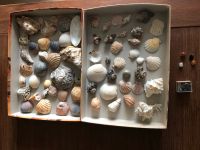 Muscheln aus aller Welt, Seeigel, Steine Deko Aquarium Leipzig - Gohlis-Nord Vorschau