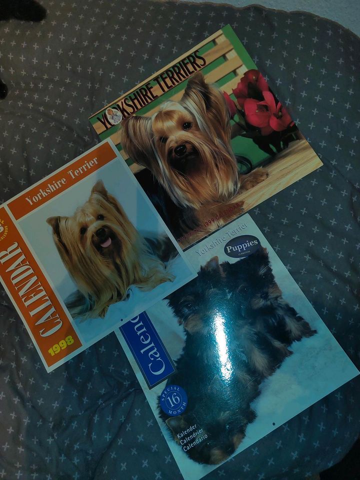 3 alte Kalender Yorkshire Terrier in Eberswalde