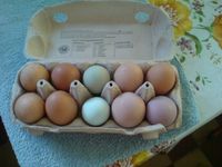 Eier von glücklichen Hühnern Thüringen - Nobitz Vorschau