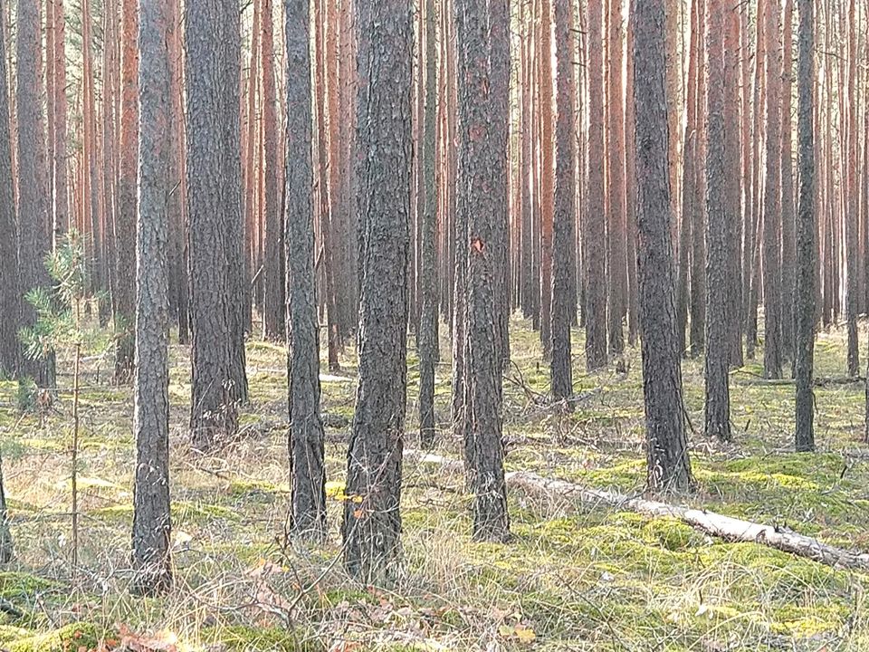 Waldpflege bzw. Durchforstung in Doberlug-Kirchhain