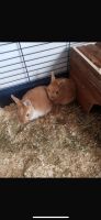 Bunny & Rocky suchen ein neues Zuhause Hessen - Maintal Vorschau