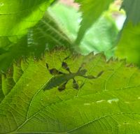 Wandelndes Blatt, Phyllium phillipinicum Hessen - Viernheim Vorschau