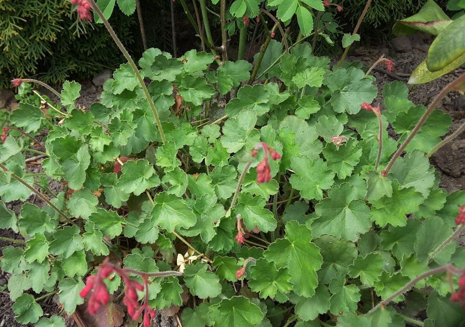 Purpurglöckchen, blüht in rosa in Wentorf