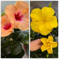 Hibiskus Hibiscus Samen eigene Kreuzung orange x gelb Sachsen - Wildenfels Vorschau