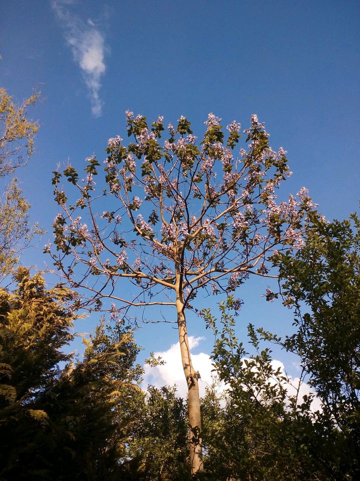 Blauglockenbaum (Paulownia tomentosa) in Itzehoe
