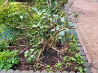 ZU VERSCHENKEN/KOSTENLOS: Garten Rhododendron rosa blühend Osterholz - Ellener Feld Vorschau