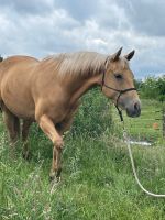 Palomino Quarter Horse Wallach Hannover - Bothfeld-Vahrenheide Vorschau