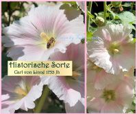 ♥ Stockrose rosa Samen,Alte Sorte,Bauernrose,Bienen Garten,Saat Eimsbüttel - Hamburg Schnelsen Vorschau