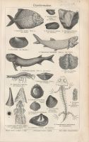 Lithografie Dyasformation Geologie Skelette Urzeit Fische Vintage Köln - Ehrenfeld Vorschau