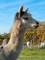 Alpaka Wanderungen mit Kaffee/Kuchen, jedes WE bei Lübeck Kreis Ostholstein - Stockelsdorf Vorschau