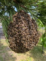 Bienen Ableger Carnica auf DNM Niedersachsen - Bergen Vorschau