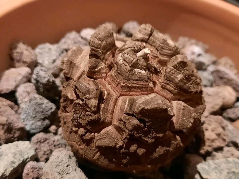 Dioscorea elephantipes var. montana, Caudex, Schildkrötenpflanze! in Kiel