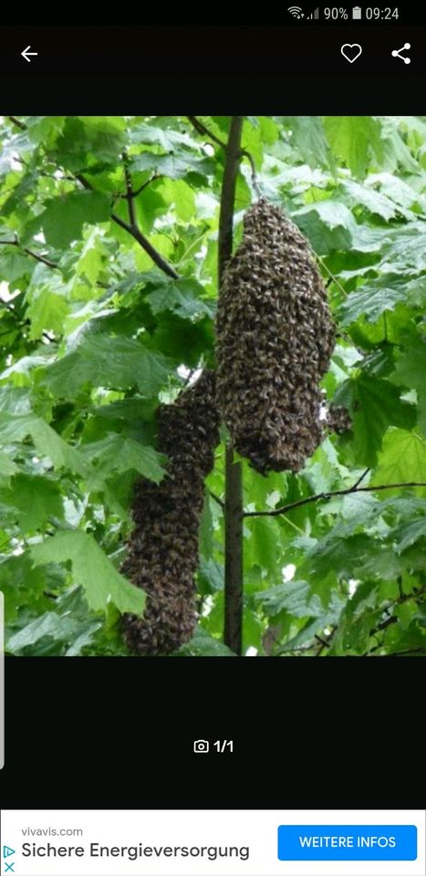 Bienenschwarm in Hopsten