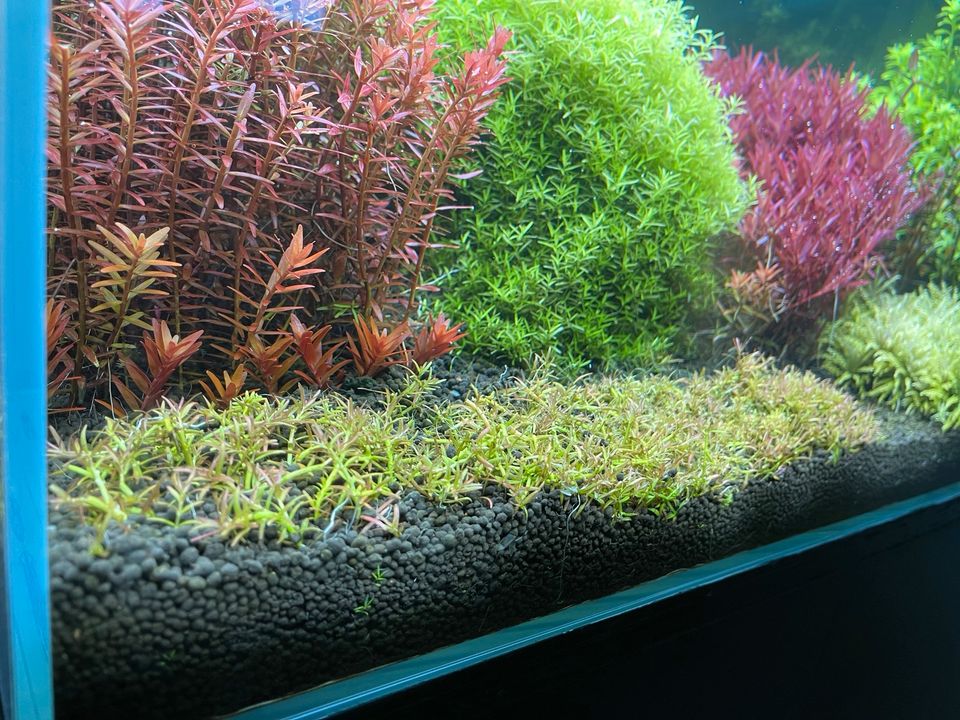 Rarität Aquariumpflanze Roter Bodendecker Rotala mexicana Goias in Ettlingen