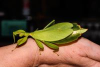 Philippinisches Wandelndes Blatt, Phasmiden, Insekten Baden-Württemberg - Karlsruhe Vorschau