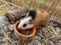 Meerschweinchen Baden-Württemberg - Tuttlingen Vorschau